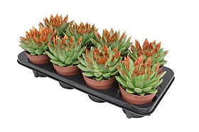 Planta naturala Echeveria 'Miranda' H15 cm PS12 cm in pamant