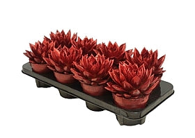 Planta naturala Echeveria 'Miranda' H15 cm PS12 cm in pamant