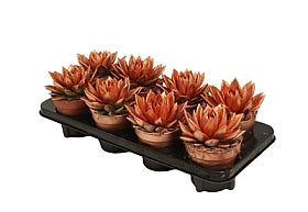 Planta naturala Echeveria 'Miranda' H15 cm PS12 cm in pamant
