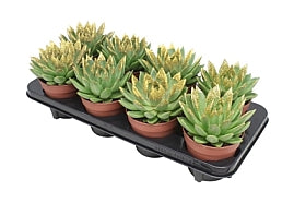 Planta naturala Echeveria 'Miranda' H15 cm PS12 cm in pamant