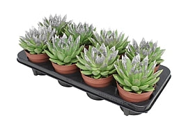 Planta naturala Echeveria 'Miranda' H15 cm PS12 cm in pamant