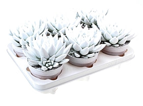 Planta naturala Echeveria 'Miranda' H15 cm PS12 cm in pamant