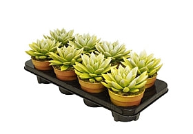 Planta naturala Echeveria 'Miranda' H15 cm PS12 cm in pamant