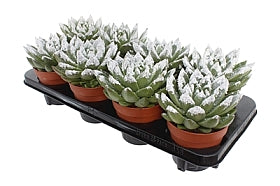 Planta naturala Echeveria 'Miranda' H15 cm PS12 cm in pamant