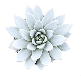 Planta naturala Echeveria 'Miranda' H15 cm PS12 cm in pamant