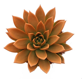 Planta naturala Echeveria 'Miranda' H15 cm PS12 cm in pamant