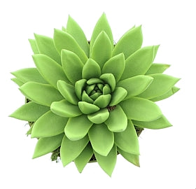 Planta naturala Echeveria 'Miranda' H15 cm PS12 cm in pamant