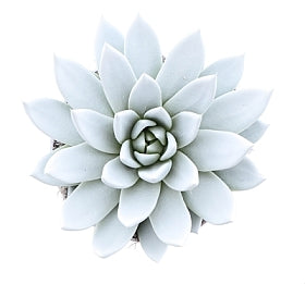 Planta naturala Echeveria 'Miranda' H15 cm PS12 cm in pamant