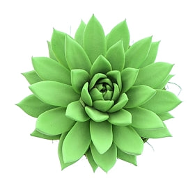 Planta naturala Echeveria 'Miranda' H15 cm PS12 cm in pamant
