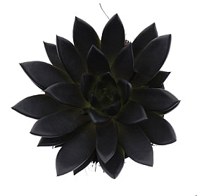 Planta naturala Echeveria 'Miranda' H15 cm PS12 cm in pamant