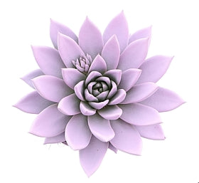 Planta naturala Echeveria 'Miranda' H15 cm PS12 cm in pamant