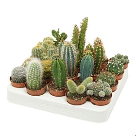 Planta naturala Cactus mixed H8 cm PS5.5 cm in pamant
