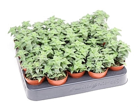 Planta naturala Crassula H10 cm PS5.5 cm in pamant