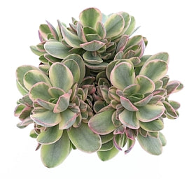 Planta naturala Crassula H12 cm PS8.5 cm in pamant