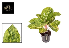 Planta naturala Aglaonema H35 cm PS12 cm in pamant