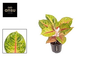 Planta naturala Aglaonema H35 cm PS12 cm in pamant