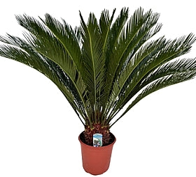 Planta naturala Cycas revoluta H90 cm PS24 cm in pamant