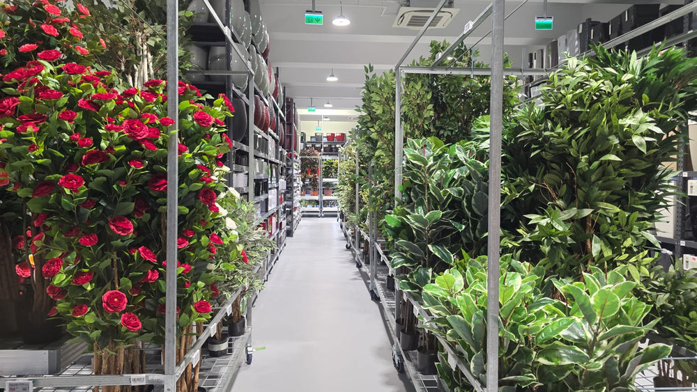 Plante naturale în ghivece într-un living luminos