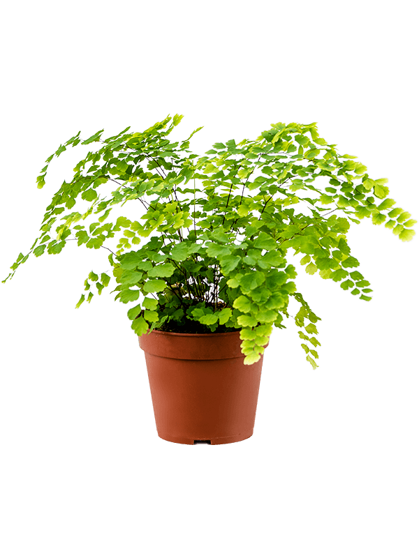 Planta parul fetei Adiantum raddianum fragrans D25xH30 cm