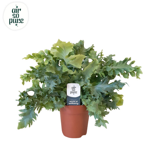 Planta naturala Phlebodium aureum Davana H35 cm PS12 cm in pamant