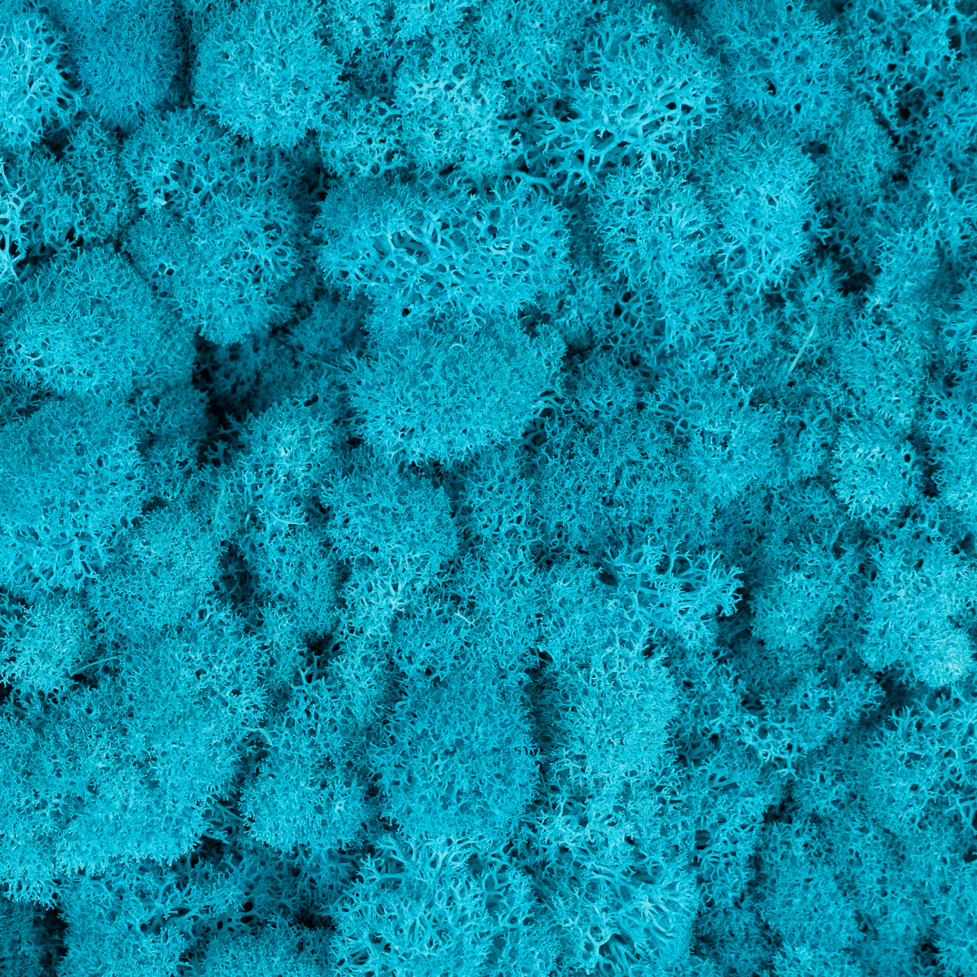 Licheni curatati si fara radacina conservati 500g NET, calitate ULTRA PREMIUM, albastru azur RR16