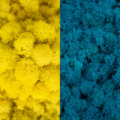 Licheni curatati si fara radacina in 2 culori 500g NET, calitate ULTRA PREMIUM, galben lemon tonic RR39 cu