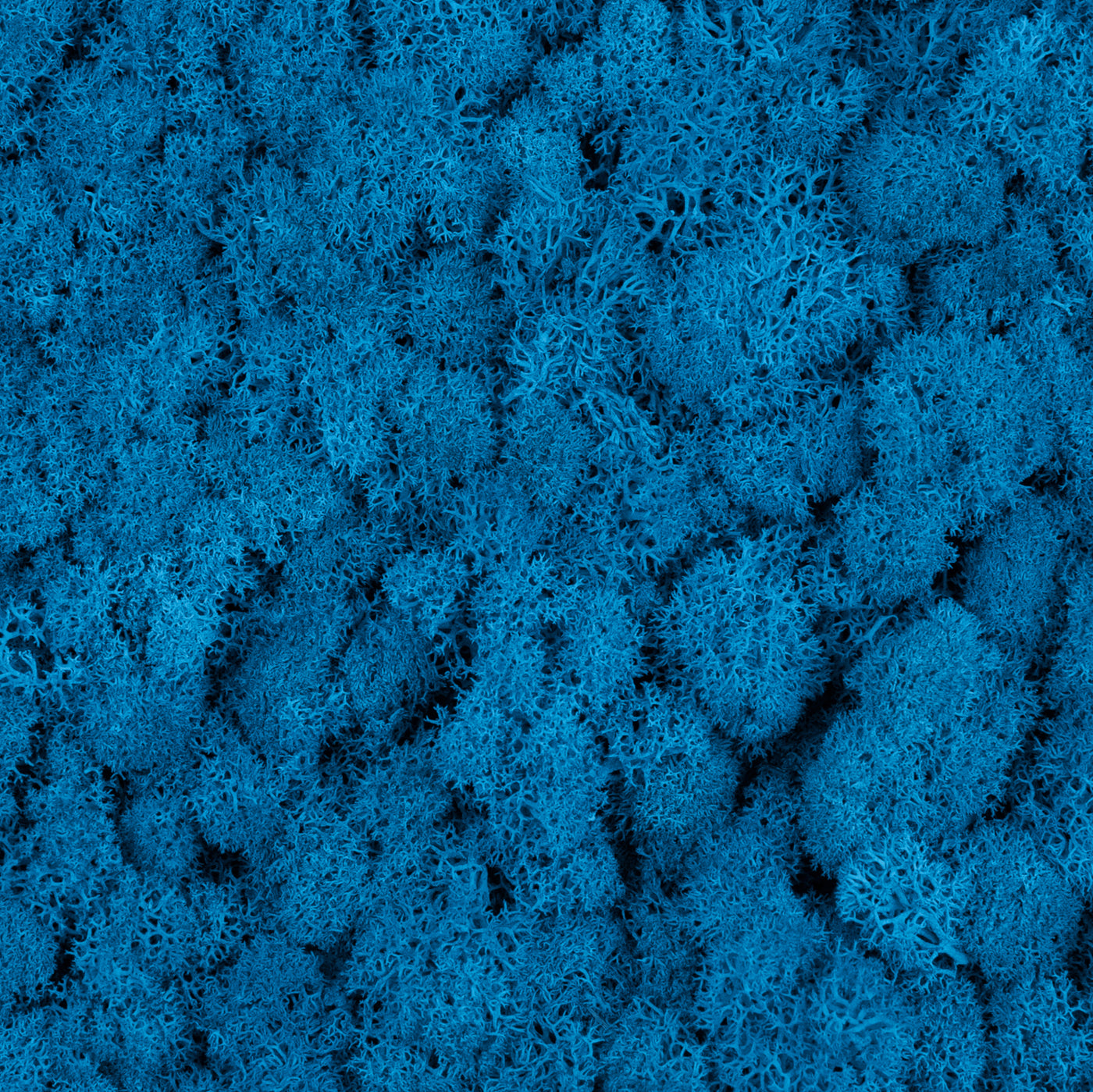 Licheni curatati si fara radacina conservati 500g NET, calitate ULTRA PREMIUM, albastru clasic mediu RR59