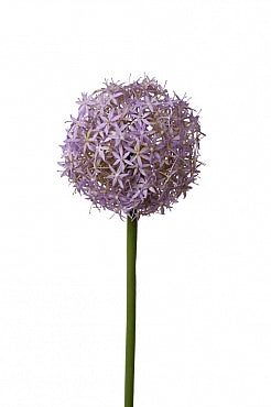 Allium artificial Grande D12xH76 cm mov - lavanda