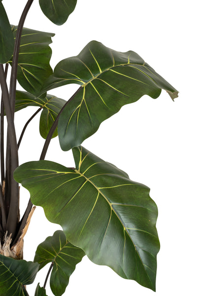 Alocasia artificiala H150cm cu 13 frunze