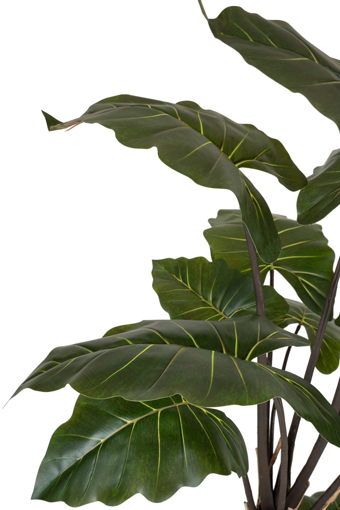 Alocasia artificiala H150cm cu 13 frunze