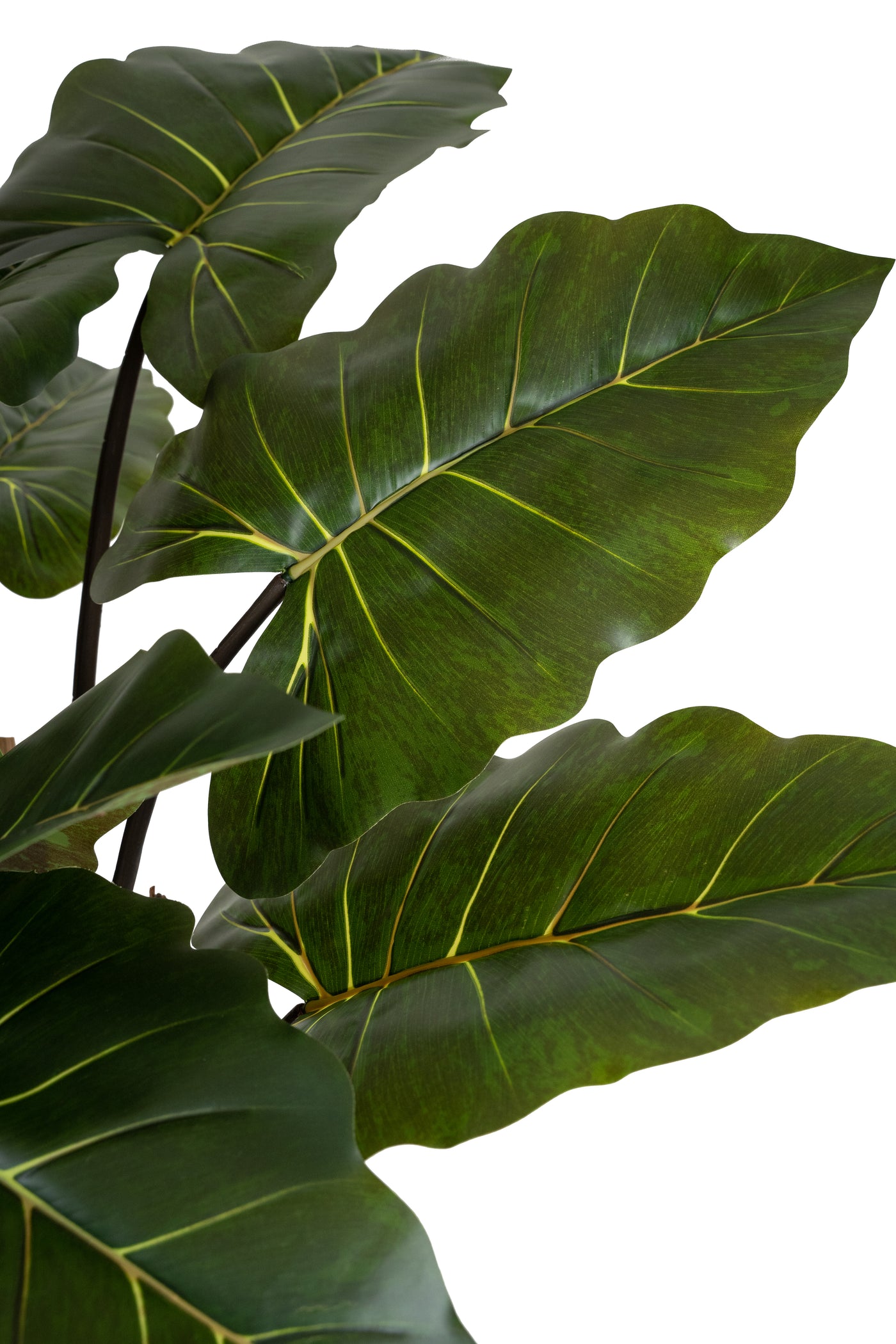 Alocasia artificiala H170cm cu 20 frunze