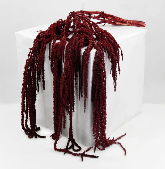 Crenguta conservata de Amaranthus H40-70 cm. burgundy