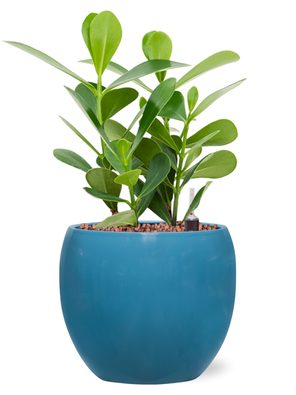 Ansamblu D15.5xH31cm cu planta naturala Clusia rosea 'Green Magic' in ghiveci Feliz all inclusive set cu granule decorative