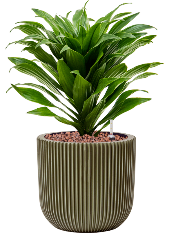 Ansamblu D17xH34cm cu planta naturala Dracaena fragrans 'Compacta' in ghiveci Capi Nature Groove Special all inclusive set cu granule decorative