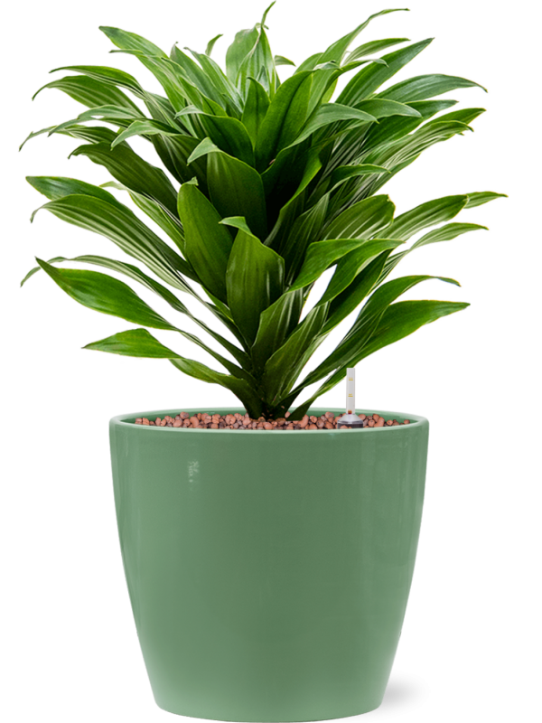 Ansamblu D17xH34cm cu planta naturala Dracaena fragrans 'Compacta' in ghiveci Feliz all inclusive set cu granule decorative