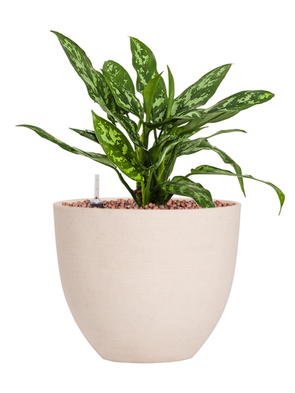 Ansamblu D18xH31cm cu planta naturala Aglaonema 'Maria' in ghiveci Refined all inclusive set cu granule decorative