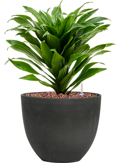 Ansamblu D18xH34cm cu planta naturala Dracaena fragrans 'Compacta' in ghiveci Refined all inclusive set cu granule decorative