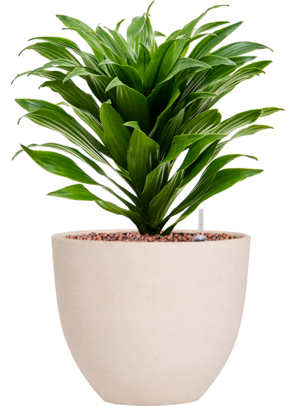 Ansamblu D18xH34cm cu planta naturala Dracaena fragrans 'Compacta' in ghiveci Refined all inclusive set cu granule decorative