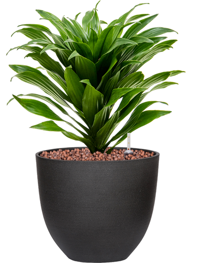 Ansamblu D18xH34cm cu planta naturala Dracaena fragrans 'Compacta' in ghiveci Refined all inclusive set cu granule decorative