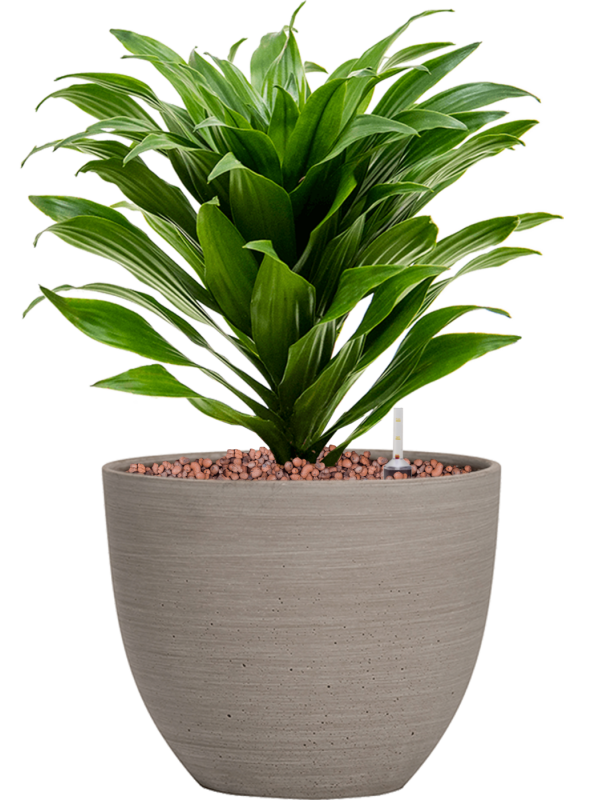 Ansamblu D18xH34cm cu planta naturala Dracaena fragrans 'Compacta' in ghiveci Refined all inclusive set cu granule decorative