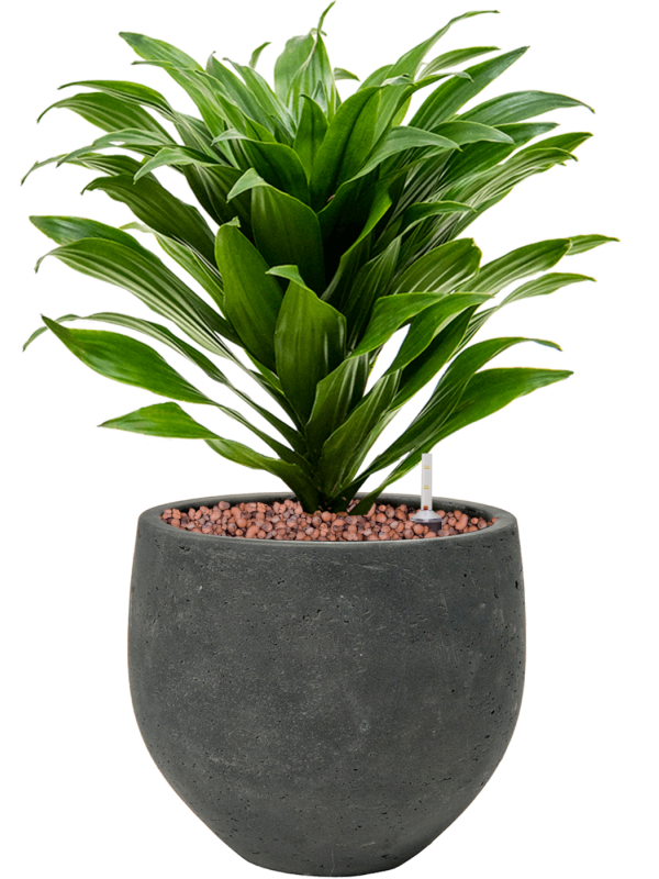 Ansamblu D18xH34cm cu planta naturala Dracaena fragrans 'Compacta' in ghiveci Rough all inclusive set cu granule decorative