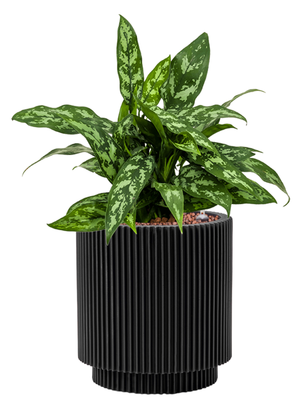Ansamblu D19xH43cm cu planta naturala Aglaonema 'Maria' in ghiveci Capi Nature Groove all inclusive set cu granule decorative