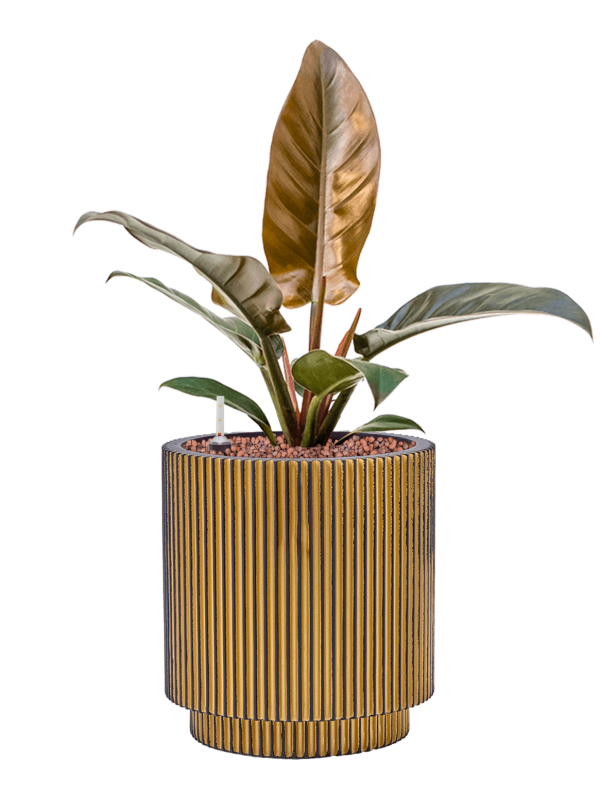 Ansamblu D19xH46cm cu planta naturala Philodendron 'Imperial Red' in ghiveci Capi Nature Groove all inclusive set cu granule decorative