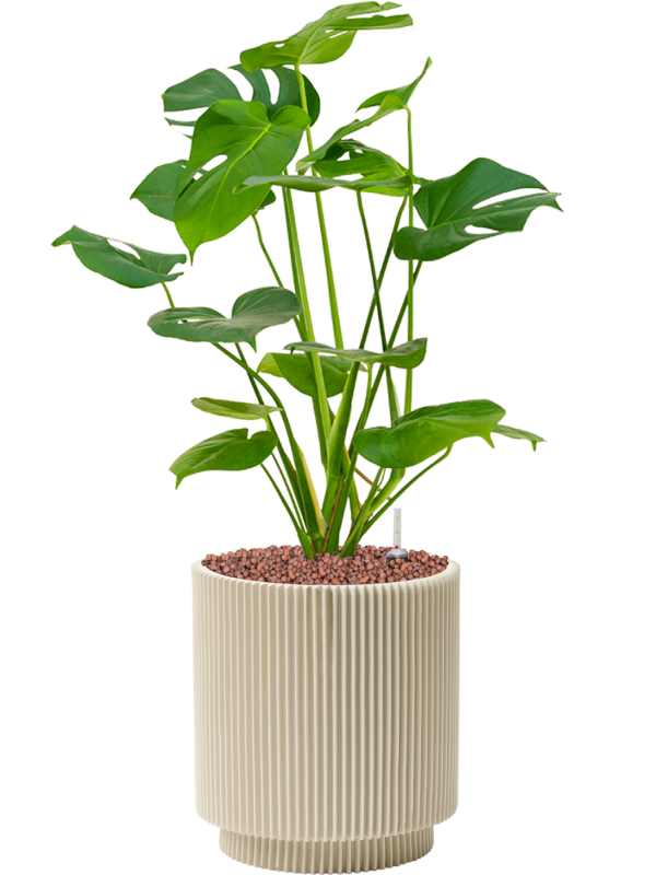 Ansamblu D19xH55cm cu planta naturala Monstera deliciosa in ghiveci Capi Nature Groove Special all inclusive set cu granule decorative