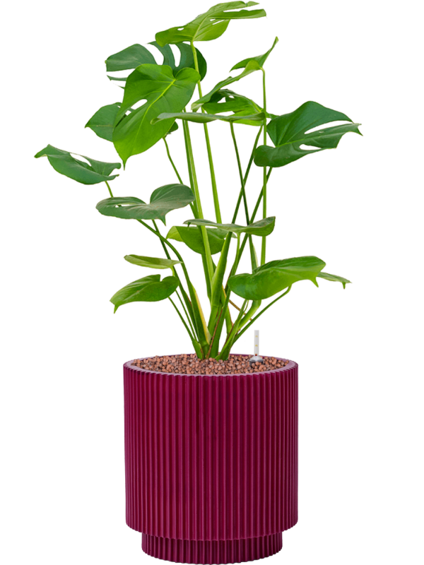 Ansamblu D19xH56cm cu planta naturala Monstera deliciosa in ghiveci Capi Nature Groove Special all inclusive set cu granule decorative