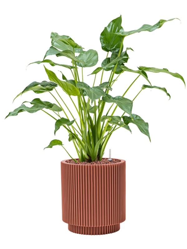Ansamblu D19xH61cm cu planta naturala Alocasia cucullata in ghiveci Capi Nature Groove Special all inclusive set cu granule decorative