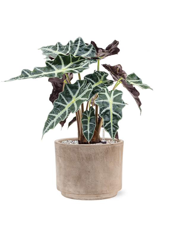 Ansamblu D20xH45cm cu planta naturala Alocasia 'Polly' in ghiveci Terra Cotta all inclusive set cu granule decorative