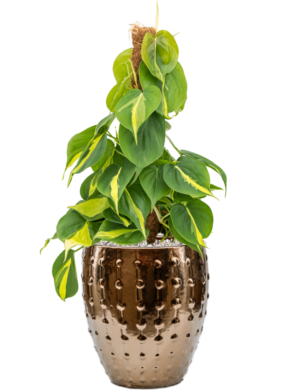 Ansamblu D20xH49cm cu planta naturala Philodendron scandens 'Brasil' in ghiveci Laos Mini all inclusive set cu granule decorative