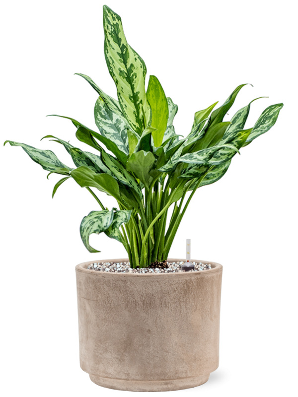 Ansamblu D20xH50cm cu planta naturala Aglaonema 'Miss Julliete' in ghiveci Terra Cotta all inclusive set cu granule decorative