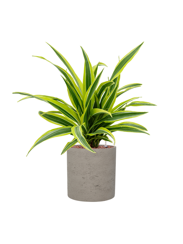 Ansamblu D20xH56cm cu planta naturala Dracaena fragrans 'Lemon Lime' in ghiveci Rough all inclusive set cu granule decorative